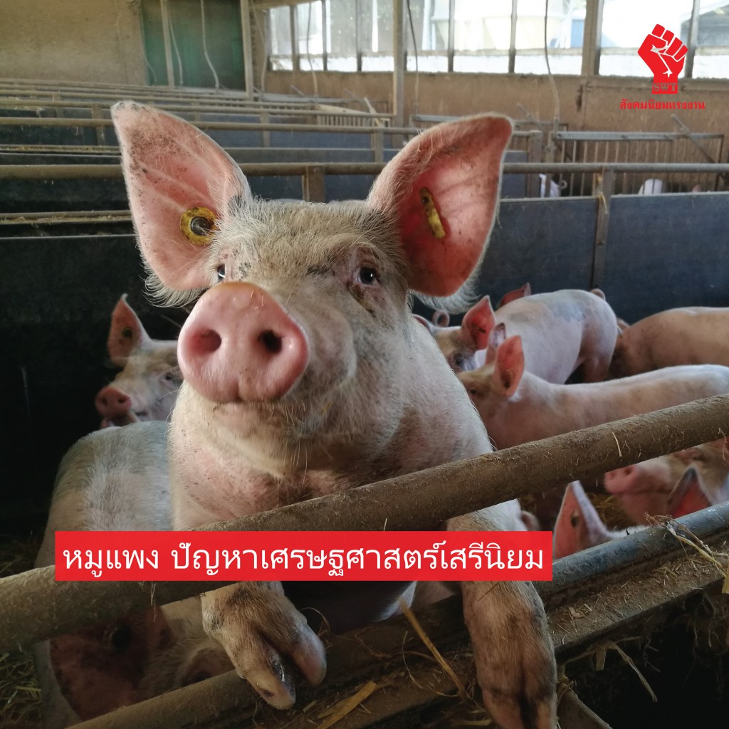 หมูแพง ปัญหาเศรษฐศาสตร์เสรีนิยม